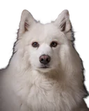 White fur on black, cut out