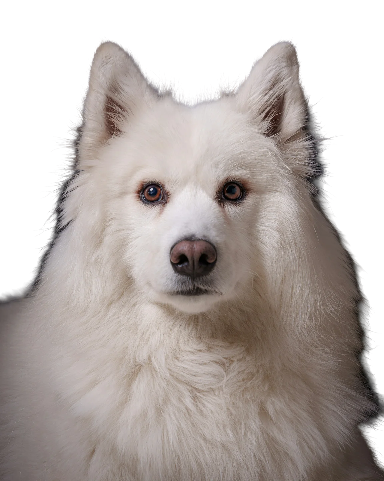 The same dog with the backdrop removed, the soft fur edge kept