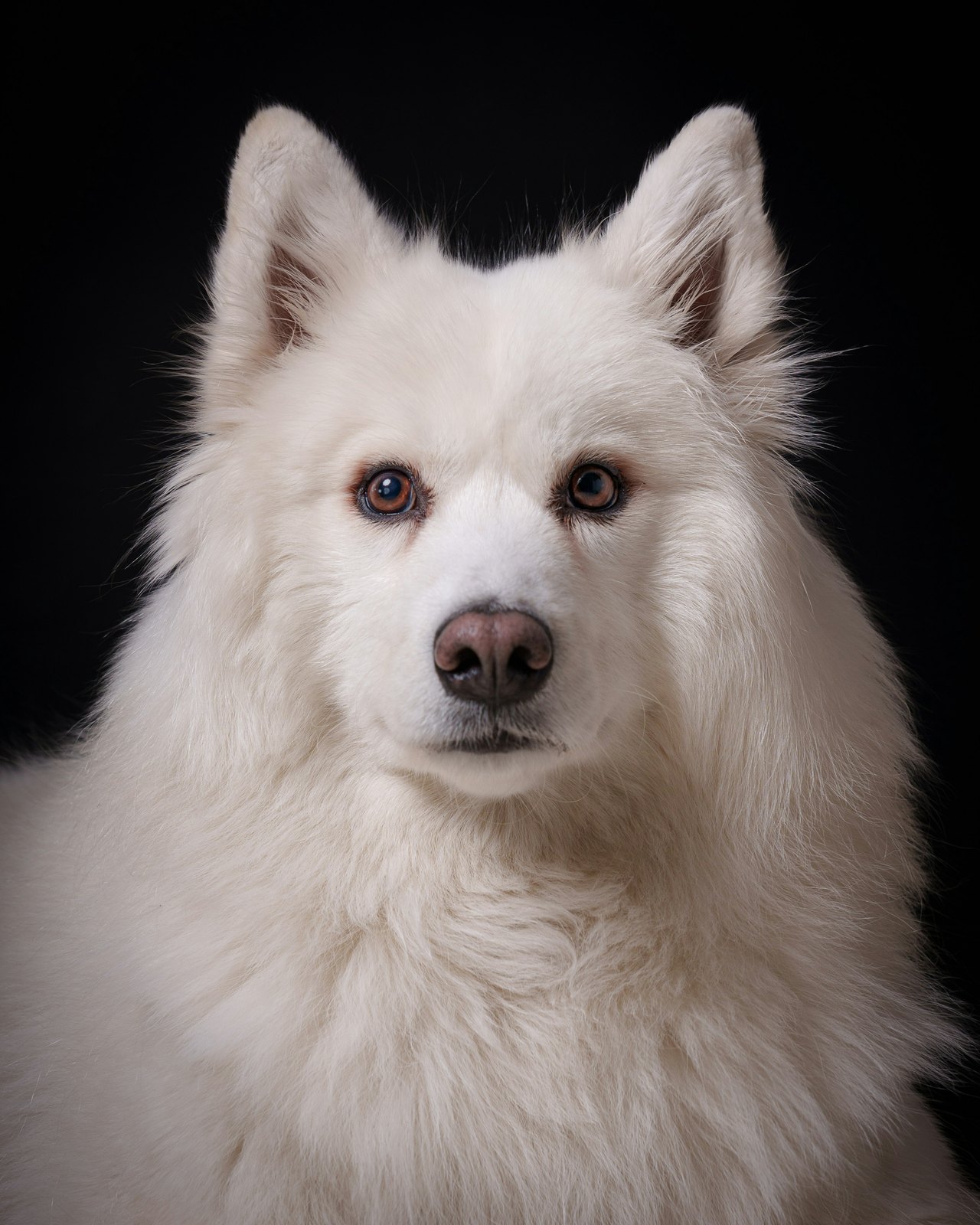 A white, long-haired dog against a black studio backdrop